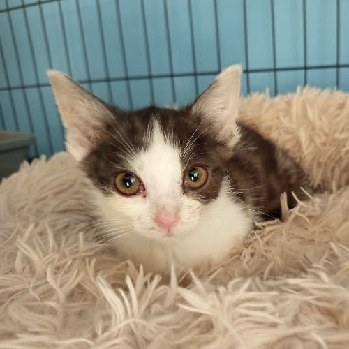 Koty ze schroniska do adopcji Skye