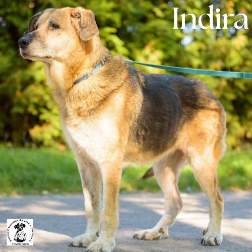 Psy ze schroniska do adopcji Indira 