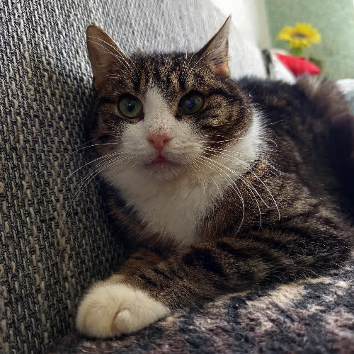 Koty ze schroniska do adopcji Migdał 