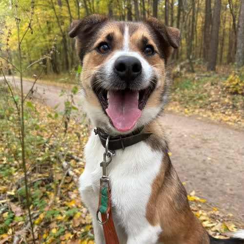 Psy ze schroniska do adopcji Zyzio