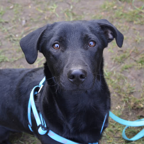 Psy ze schroniska do adopcji DASIEK