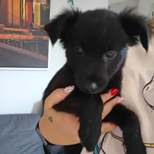 Psy ze schroniska do adopcji Forsa