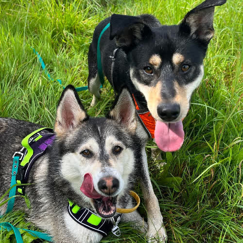 Psy ze schroniska do adopcji Gerda i Geri 