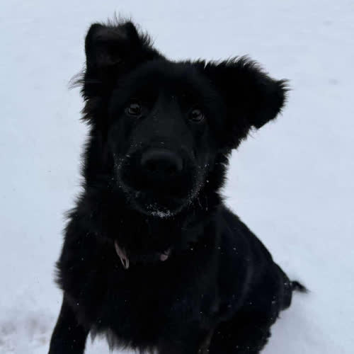 Psy ze schroniska do adopcji Barry