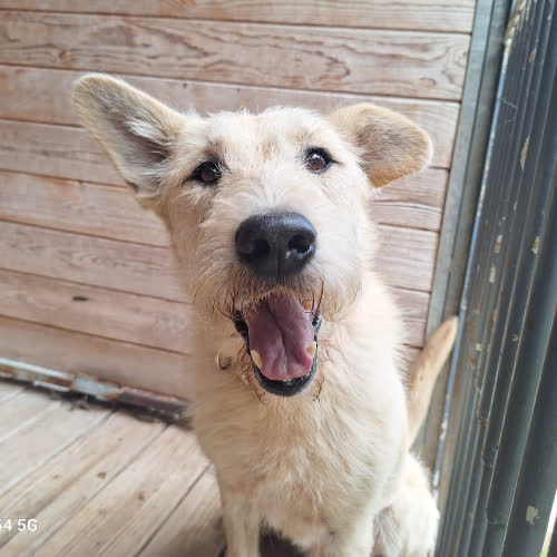 Psy ze schroniska do adopcji Almaz