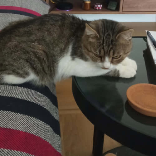 Koty ze schroniska do adopcji Czaruś