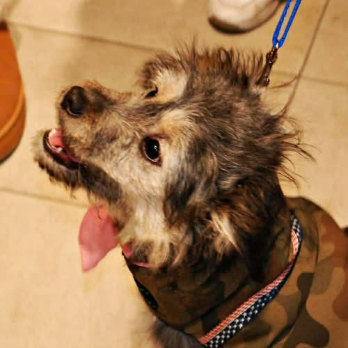 Psy ze schroniska do adopcji Fumi