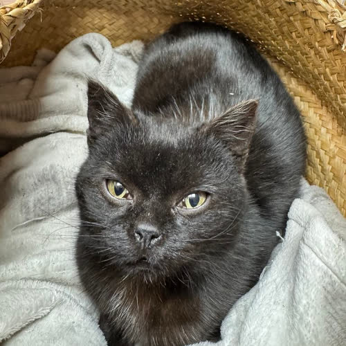 Kociak mix Brytyjczyk 