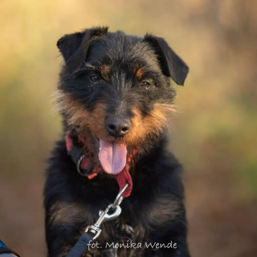 Psy ze schroniska do adopcji BENDŻI