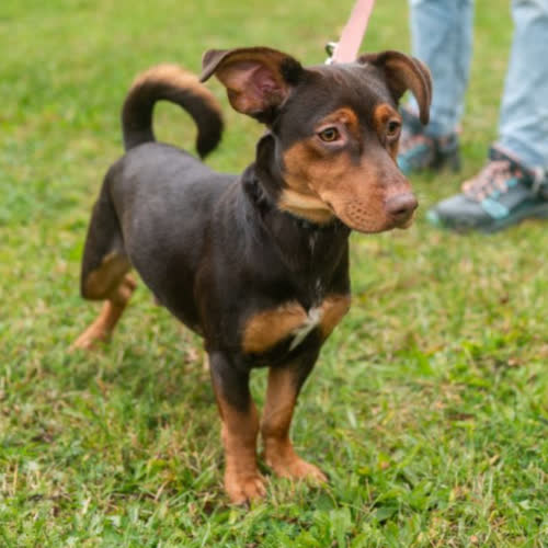 Psy ze schroniska do adopcji Azi