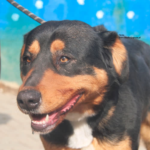 Psy ze schroniska do adopcji Xena