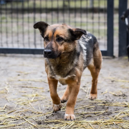 Psy ze schroniska do adopcji Balto