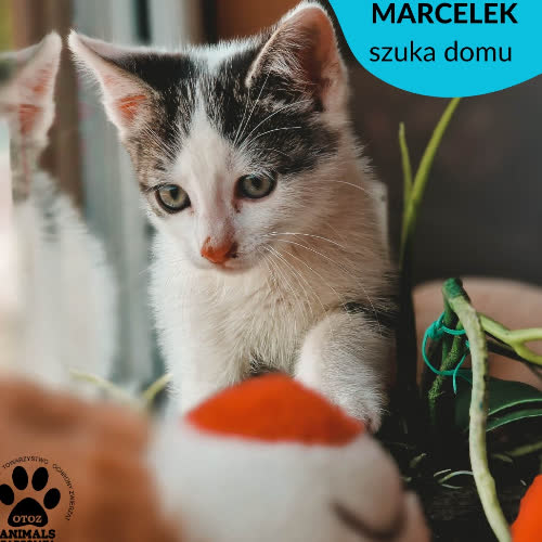 Marcelek