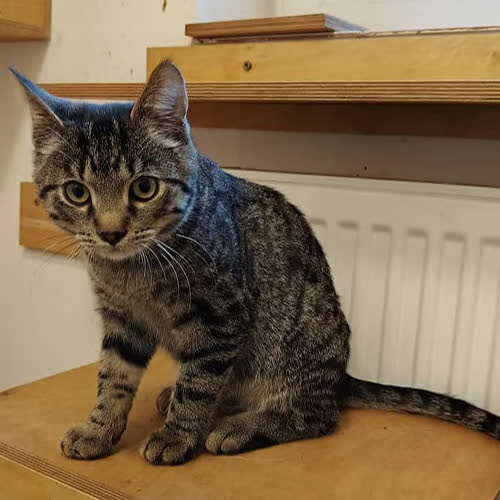 Koty ze schroniska do adopcji Printer