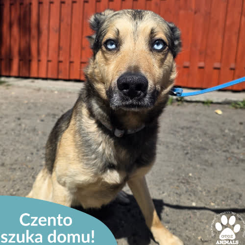 Czento