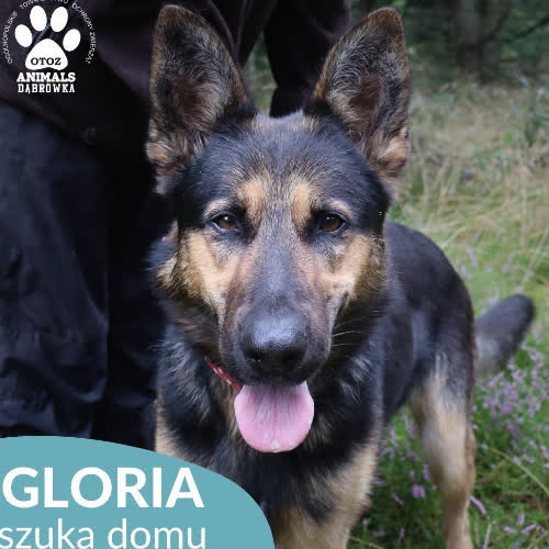 Psy ze schroniska do adopcji Gloria