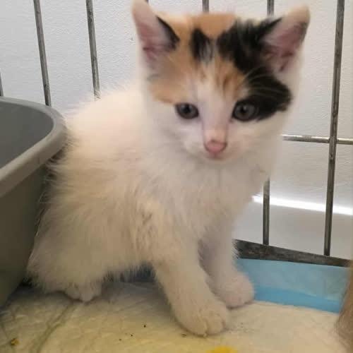 Koty ze schroniska do adopcji Song