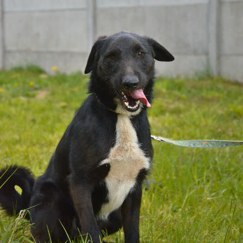 Psy ze schroniska do adopcji ZORRO