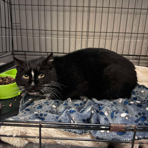 Koty ze schroniska do adopcji A129