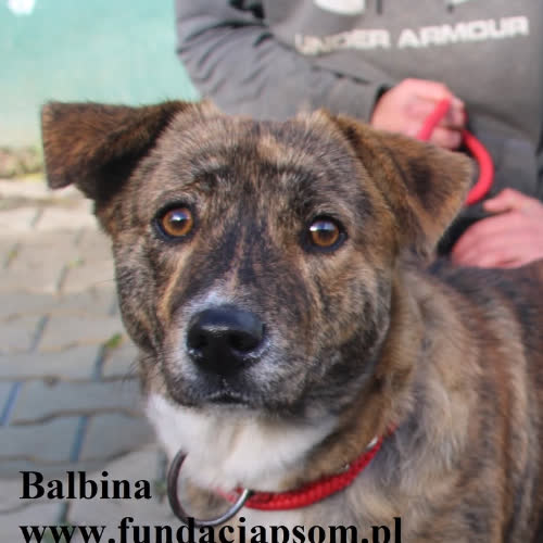 Psy ze schroniska do adopcji Balbina