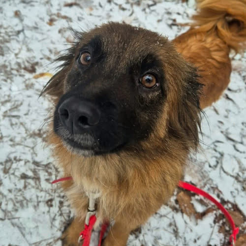 Psy ze schroniska do adopcji Mamusia