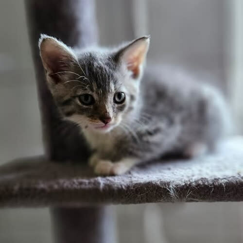 Koty ze schroniska do adopcji Dino