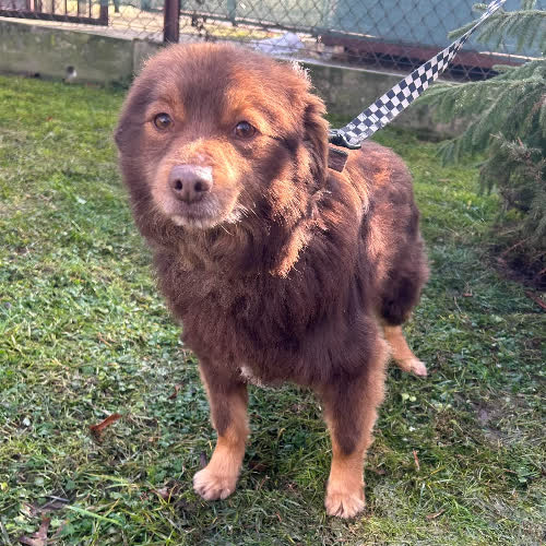 Psy ze schroniska do adopcji Fox 