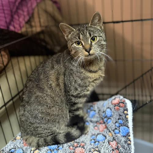 Koty ze schroniska do adopcji Konwalia