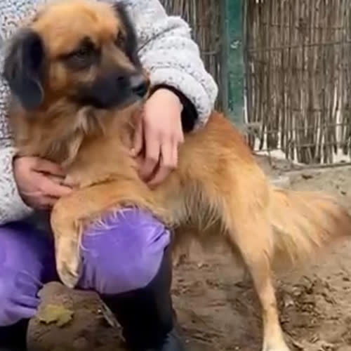 Psy ze schroniska do adopcji Mario