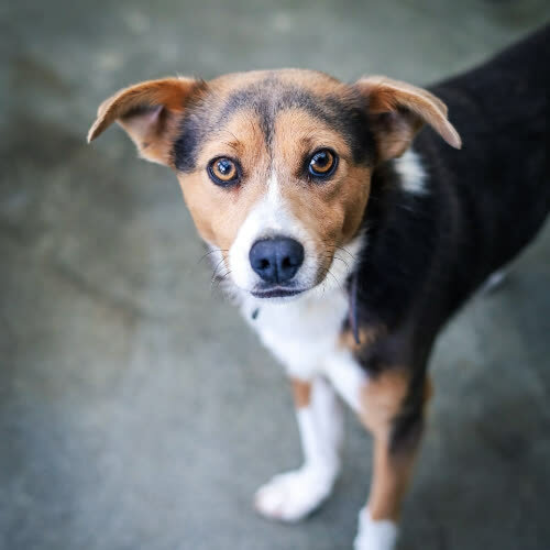 Psy ze schroniska do adopcji Lemon