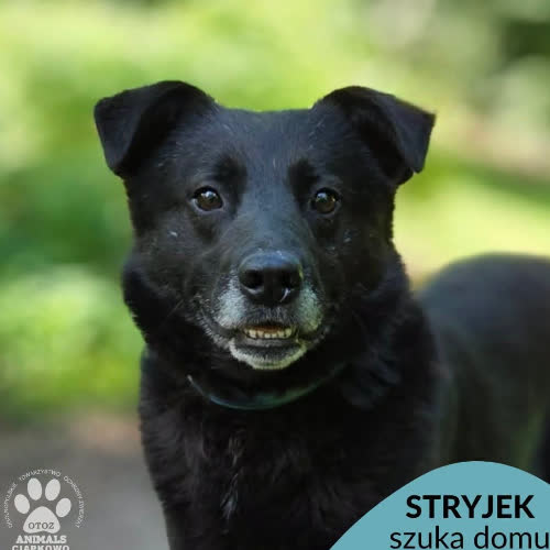 Stryjek