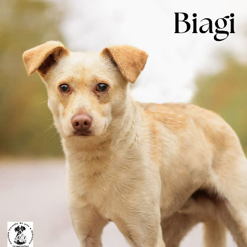 Psy ze schroniska do adopcji Kremówkowy BIAGI 