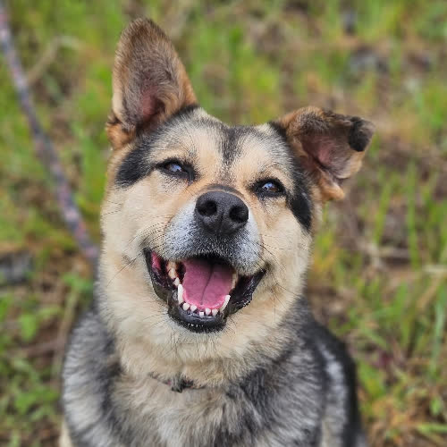 Psy ze schroniska do adopcji Fado