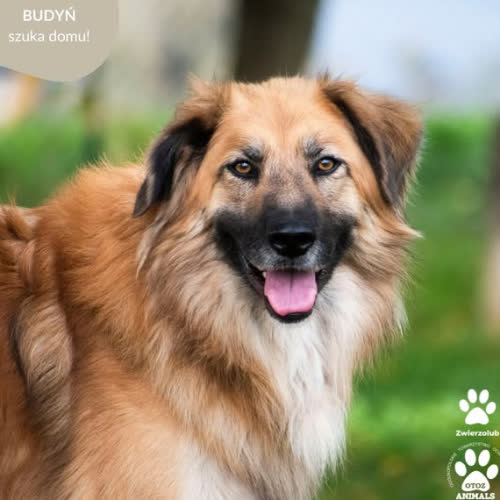 Psy ze schroniska do adopcji BUDYŃ