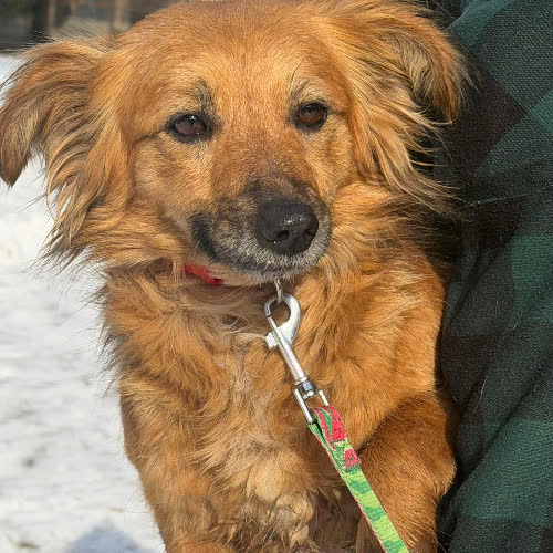 Psy ze schroniska do adopcji Klara 