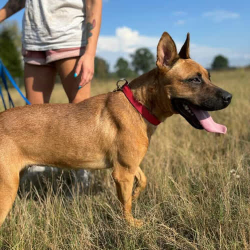 Psy ze schroniska do adopcji Fiona 