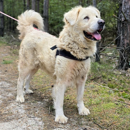 Psy ze schroniska do adopcji Polar
