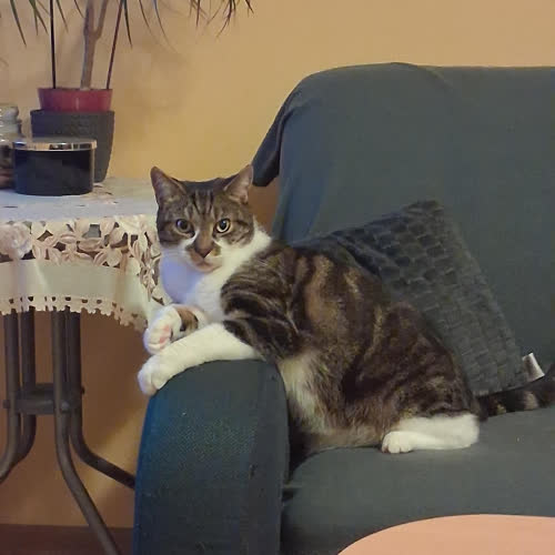 Koty ze schroniska do adopcji Atari i Luna