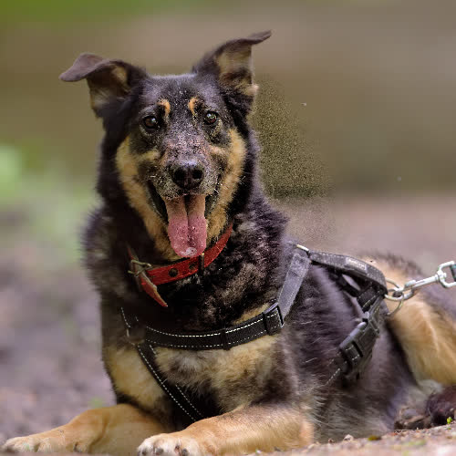 Psy ze schroniska do adopcji Jan