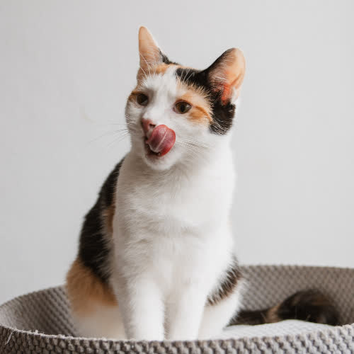 Koty ze schroniska do adopcji Mira