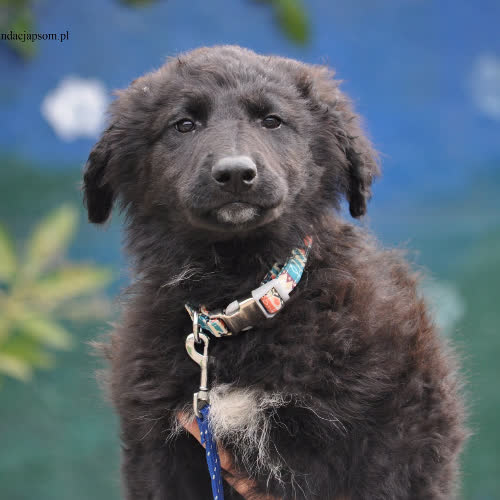 Psy ze schroniska do adopcji Cząber