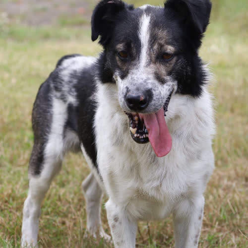 Psy ze schroniska do adopcji Miłek