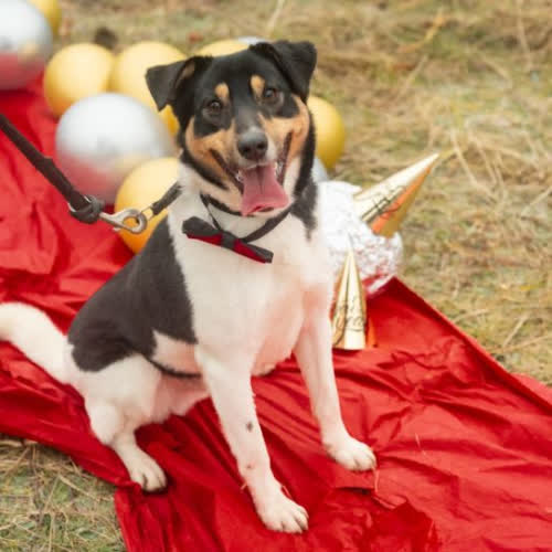 Psy ze schroniska do adopcji Dexter