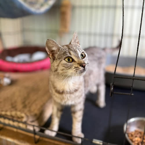 Koty ze schroniska do adopcji Myszka