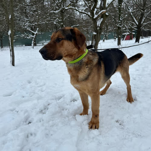 Psy ze schroniska do adopcji Laki