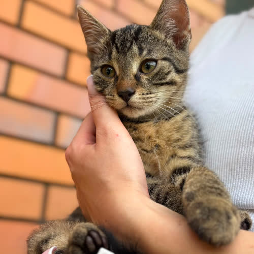 Kobi