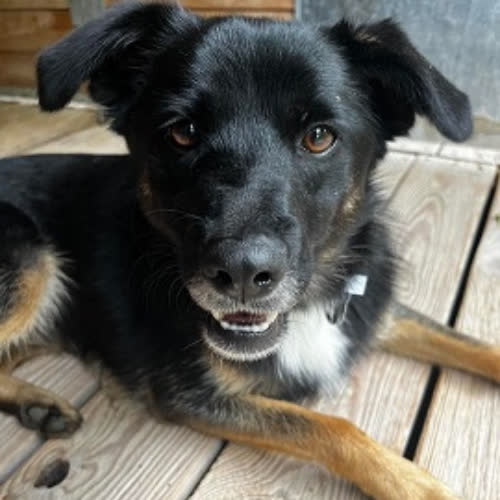 Psy ze schroniska do adopcji Dżojka