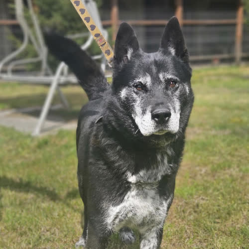 Koty ze schroniska do adopcji Bryś
