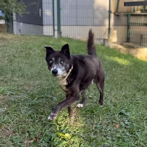 Psy ze schroniska do adopcji Duduś