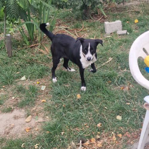Psy ze schroniska do adopcji Zuzia